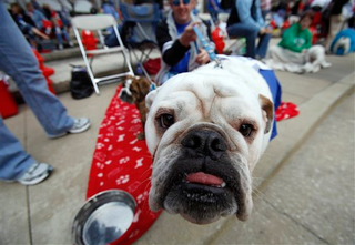 Illustration for article titled Scenes From The Bulldog Beauty Pageant